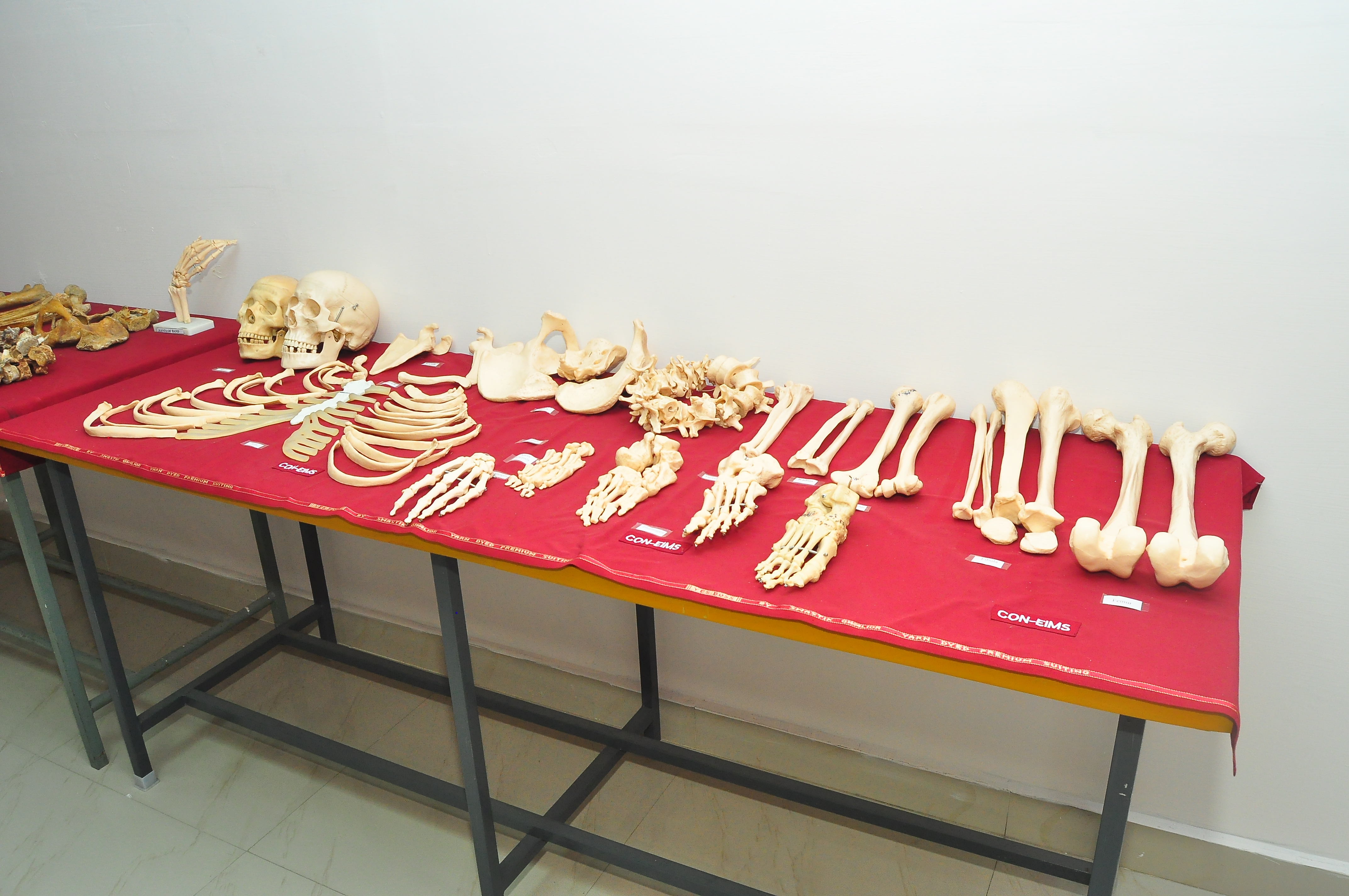 Pre-Clinical Lab 1